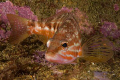 Comber (Serranus cabrilla) shot at the River Gurara wreck in Sesimbra. Although I was looking for nudibranchs, this small fish was very inquisitive. Shot using a Canon EOS 300D in Nimar housing, Sigma 50mm macro, Ikelite MV and Nikonos SB-105 strobes 